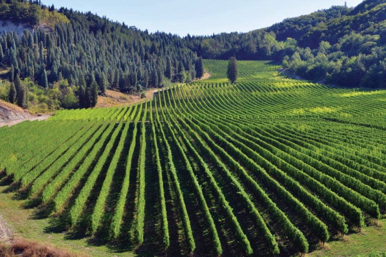The Wines of Bologna and Modena