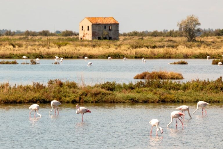 Primavera Slow: 3 mesi di iniziative nel Parco del Delta del Po